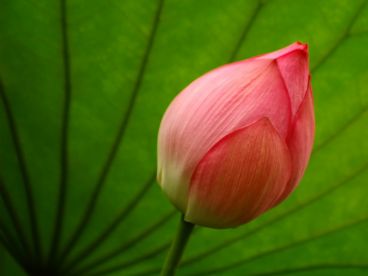 435-exploring-satya-living-integrity-beyond-convenience
