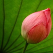 Yama # 2: Satya (Truthfulness)