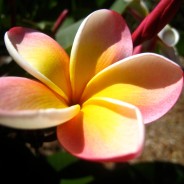 The Eight Limbs of Yoga